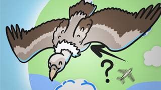 How High Can Birds Fly?
