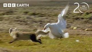 Arctic Fox vs Snow Geese | 20 Years of Planet Earth | BBC Earth