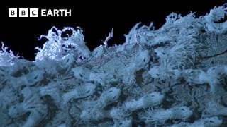 Extraordinary Insect Emergence at Night | BBC Earth