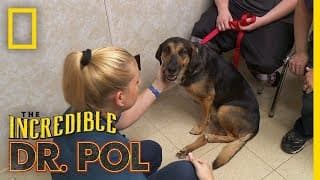 A Dog's Car Accident Recovery | The Incredible Dr. Pol