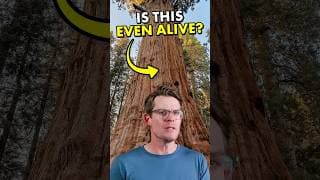 How much of a tree is ACTUALLY alive?