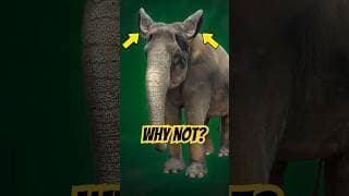 Why don't elephants have pointy ears?
