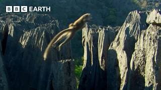 Lemurs Make Rock Climbing Look Easy | BBC Earth