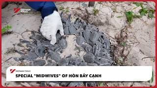 Special "midwives" of Hòn Bảy Cạnh | Vietnam Today