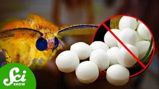 Why Don’t We Use Mothballs Anymore?