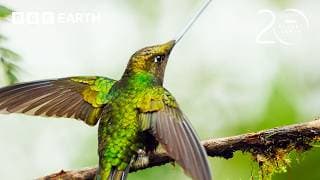 The Bird With The World’s Longest Beak | 20 Years of Planet Earth II | BBC Earth