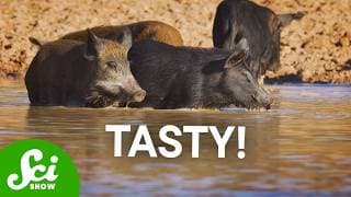 7 Times Invasive Species Actually Helped