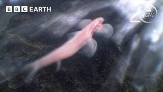 The Strange World of Troglobites | 20 Years of Planet Earth | BBC Earth