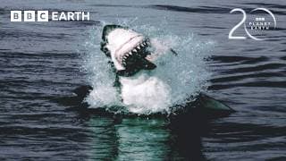 Great Whites Hunt Cape Fur Seals | 20 Years of Planet Earth | BBC Earth
