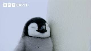 A Penguin Chick's Brave First Steps | Penguins: Meet the Family | BBC Earth