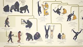 ALL THE APES, EXPLAINED 🦍🦧🚶‍♂️‍➡️