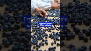 Here's how wild #blueberries are harvested and frozen in #Maine. #bigbusiness