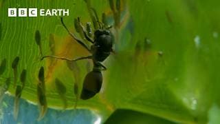 Tadpoles vs Wasps | BBC Earth