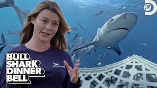 Diving with Bull Sharks — What's Their Favorite Snack? 😋 | Shark Week | Discovery