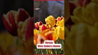 Floriade – When Canberra blooms | Vietnam Today