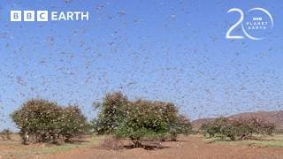 Nature's Most Destructive Swarm | 20 Years of Planet Earth | BBC Earth