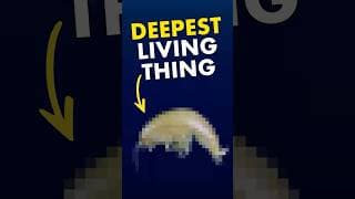 What’s the DEEPEST Living Thing?