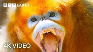 Nature's Deadliest Duels | 4K UHD | BBC Earth