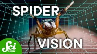 That Time We Put Spiders in VR