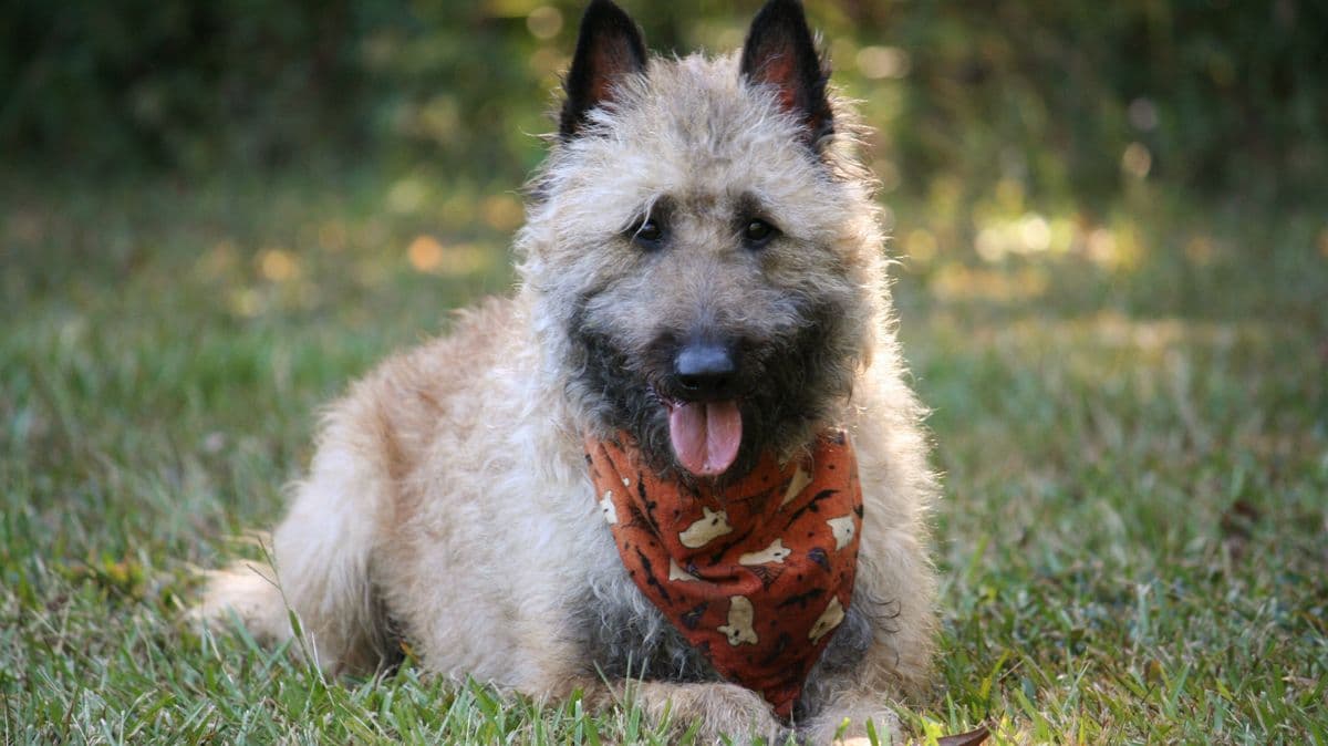 Vet Gives Advice to Dog Owners for Hot Weather