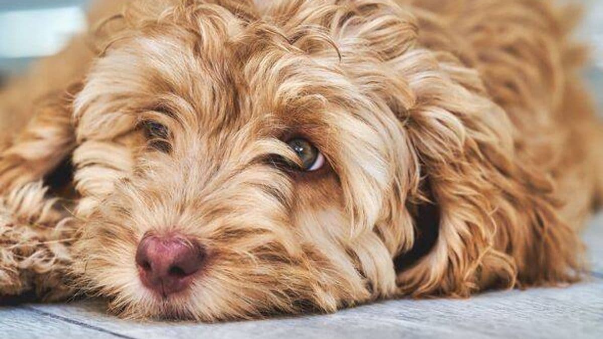 Dog's Heartwarming Recovery Wins Hearts Online