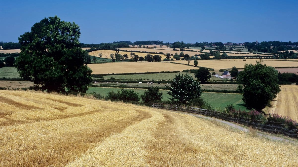 Farmers Grow Less Barley as People Drink Less Alcohol