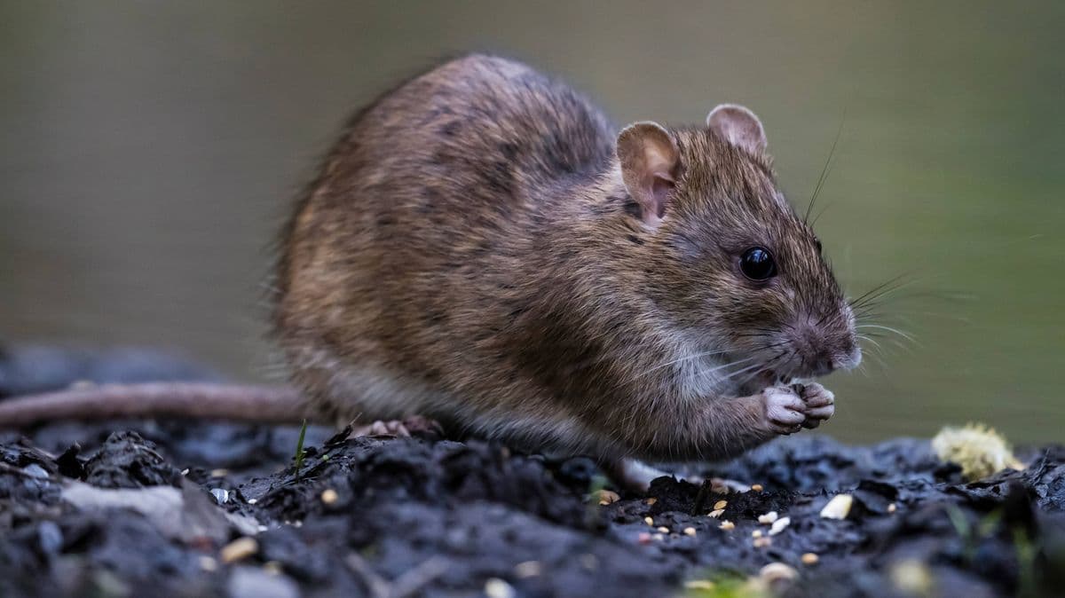 Garden Alert: One Simple Mistake Can Attract Unwanted Rodents in April