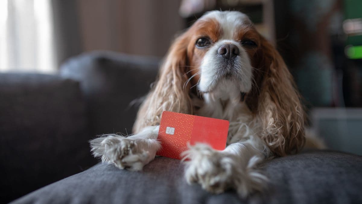 Vet reveals 5 dog breeds he would never own for 'heartbreaking' welfare reasons