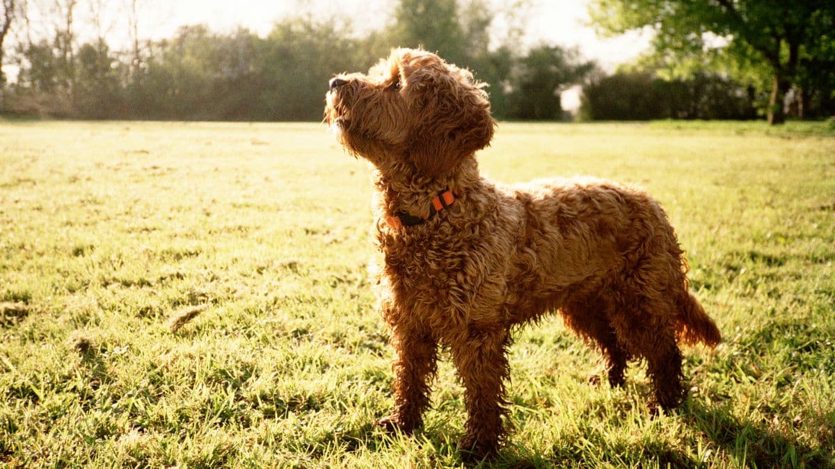 Vet study finds breeds 'worst behaved' and warn owners - full list