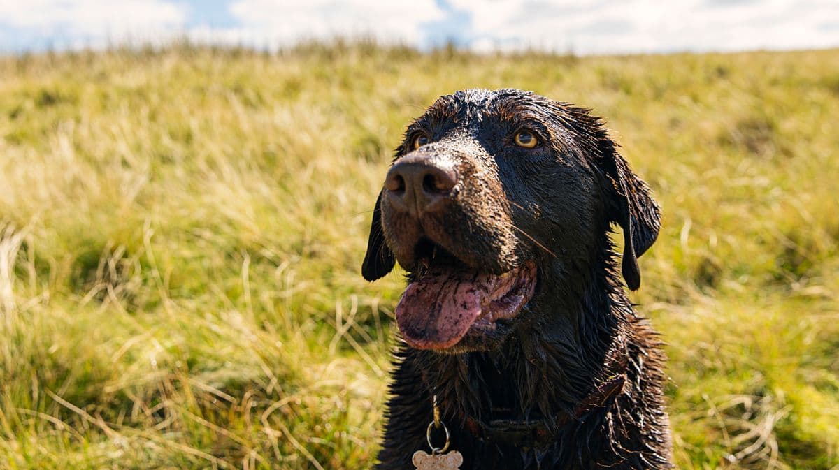'Life-threatening' disease alert to anyone who owns a dog over muddy walk risks