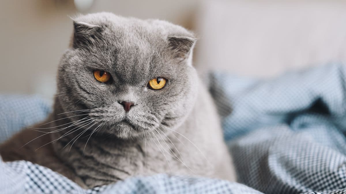 Vet Names 5 Cat Breeds He Wouldn't Want as Pets