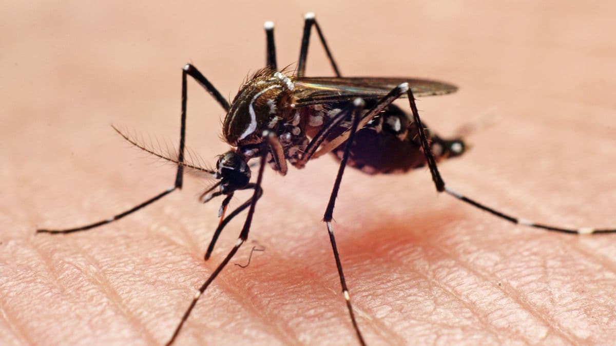 Holidaymakers Alerted to Mosquito-Borne Virus Risk