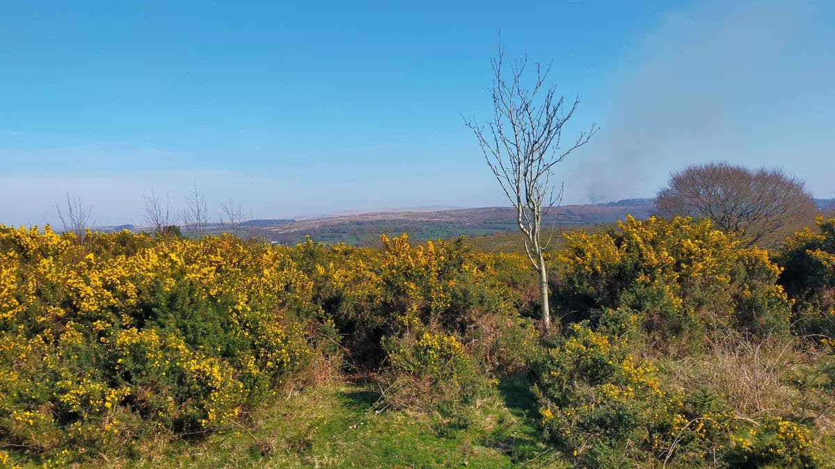 Discovering the Hidden Gem of Yelverton Village