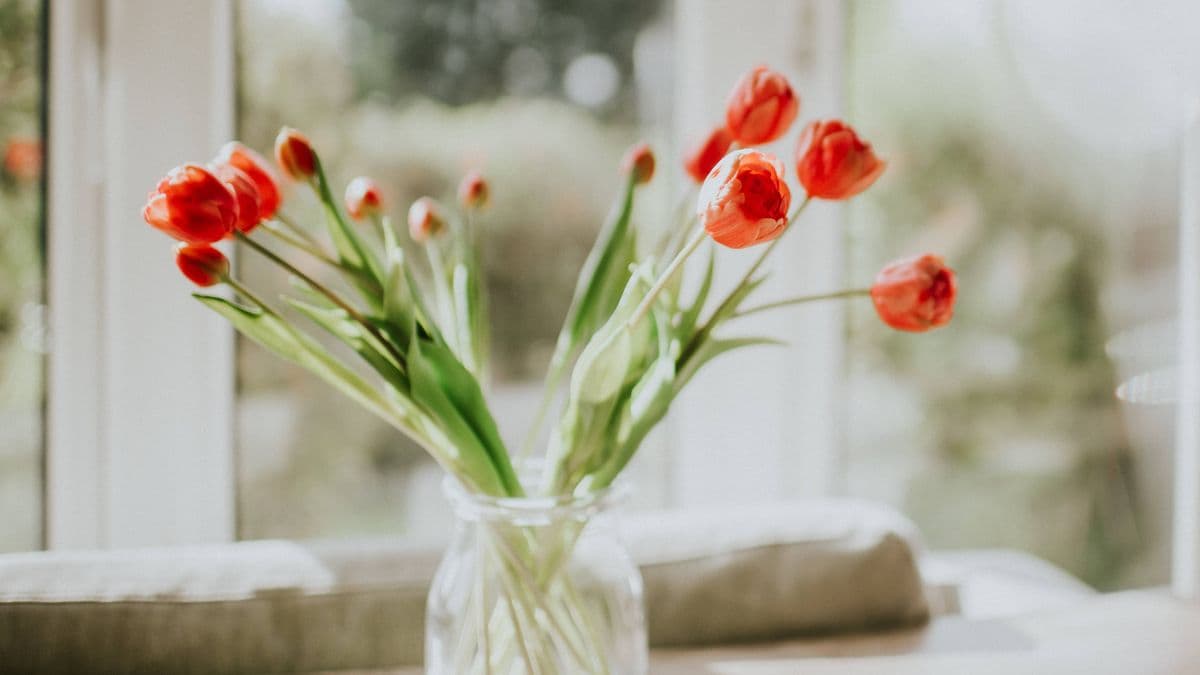 I tried 3 popular tricks to stop tulips drooping and there was obvious winner