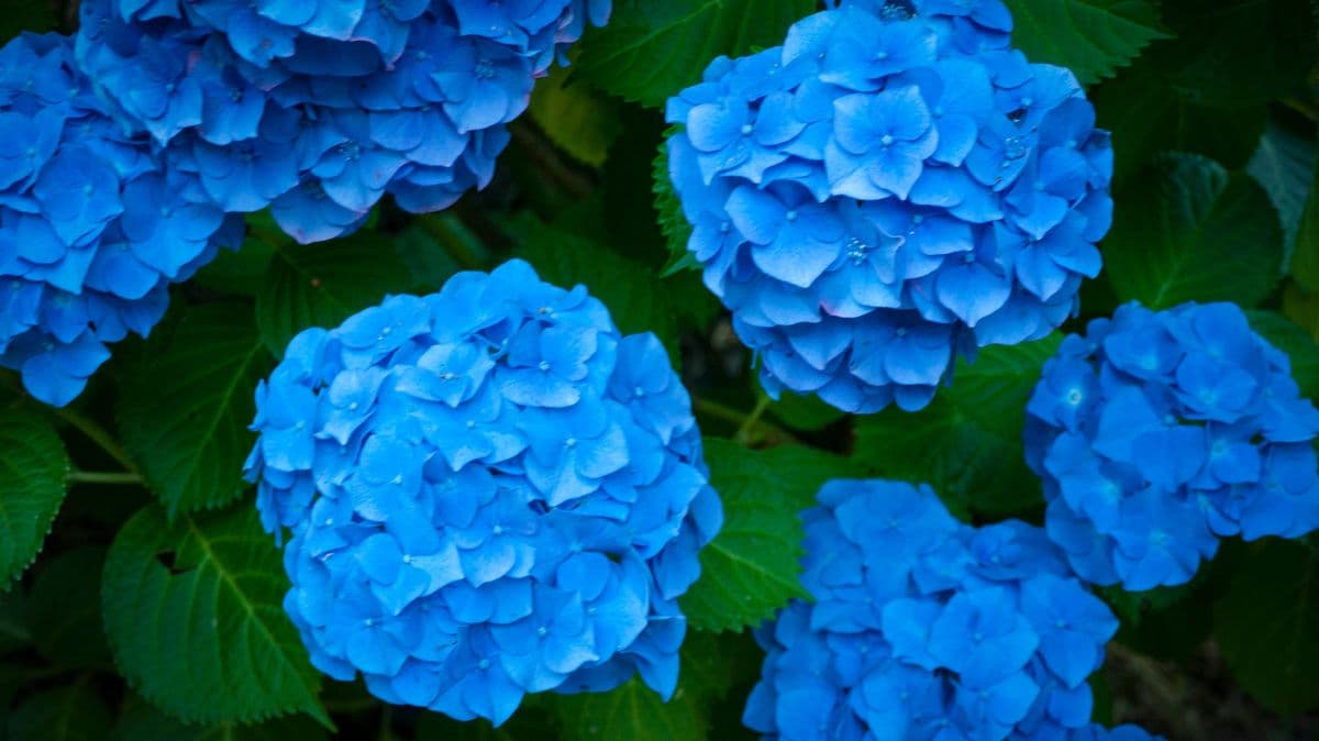 Make Pink Hydrangeas Blue with One Natural Item