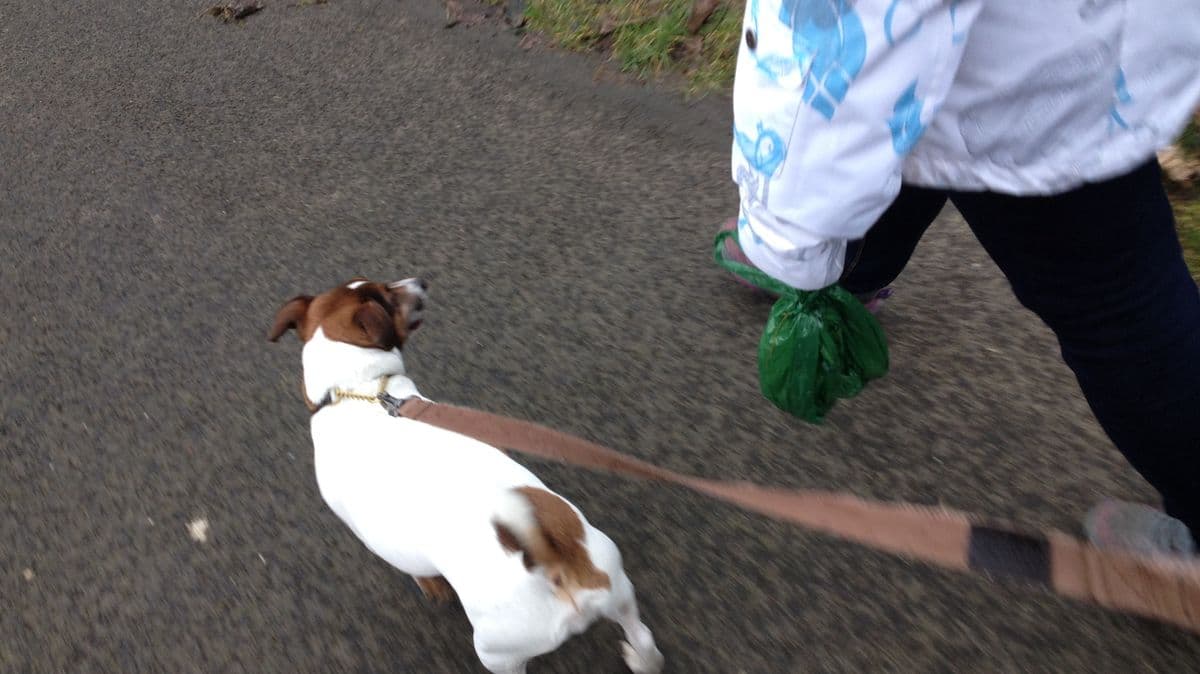 UK councils confirm which bin to put dog poo in