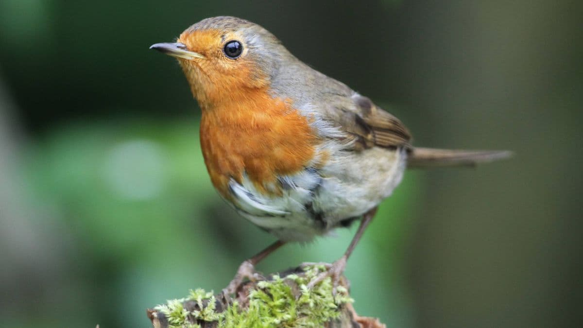 Robins Return to Your Garden with One Essential Item