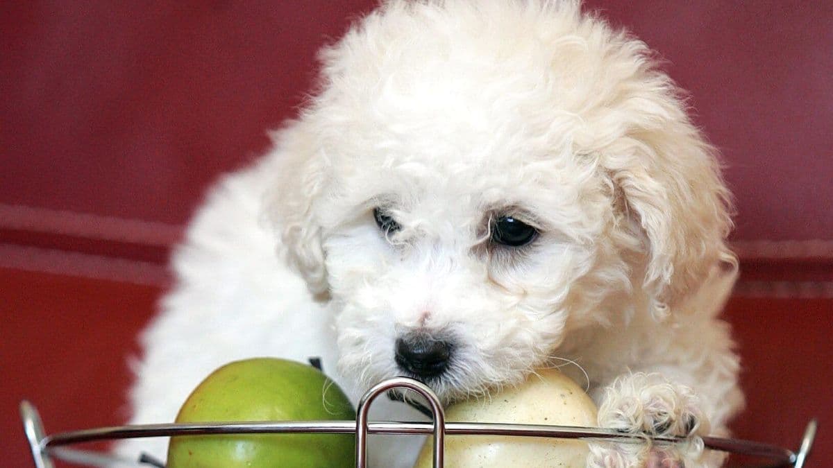 5 Fruits to Give Your Dog as a Healthy Treat