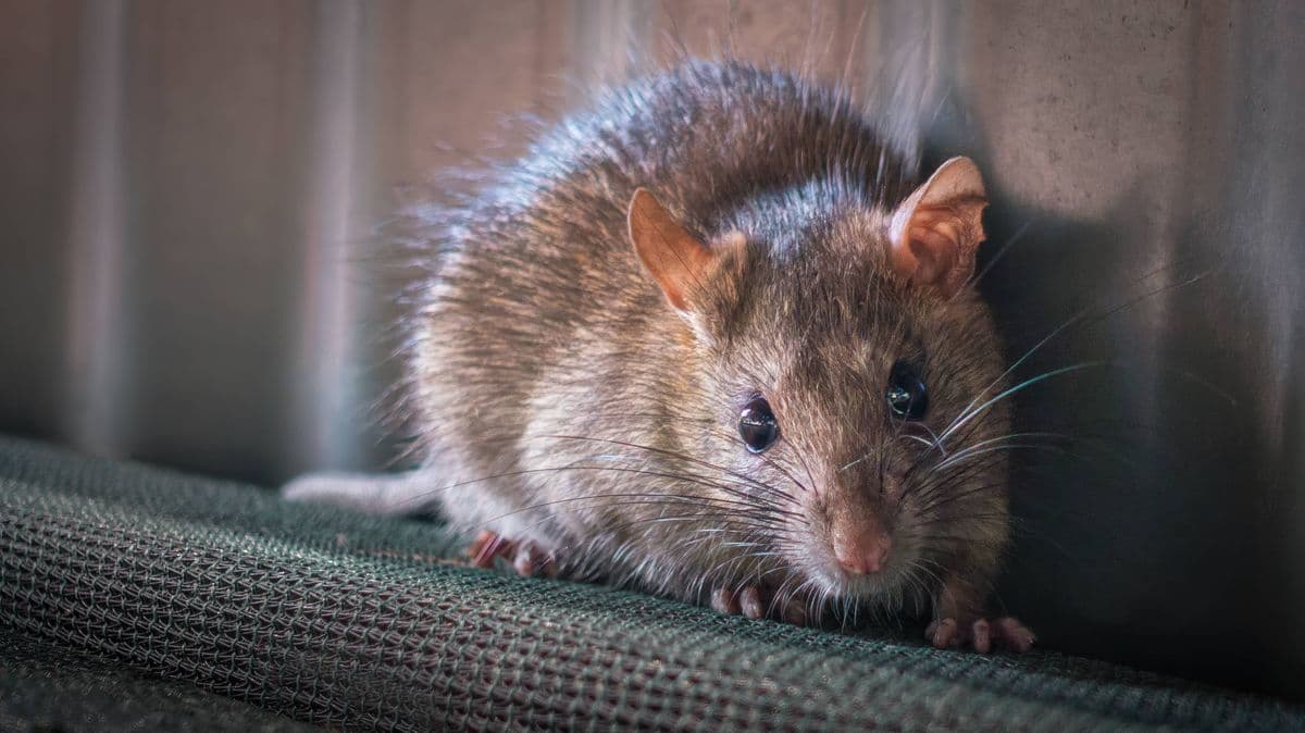 Keep Rats Away with a 22p Item