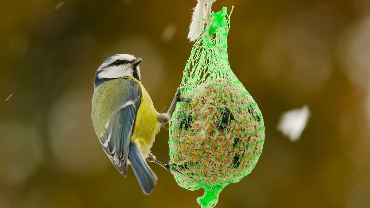 Help Birds by Changing What You Feed Them