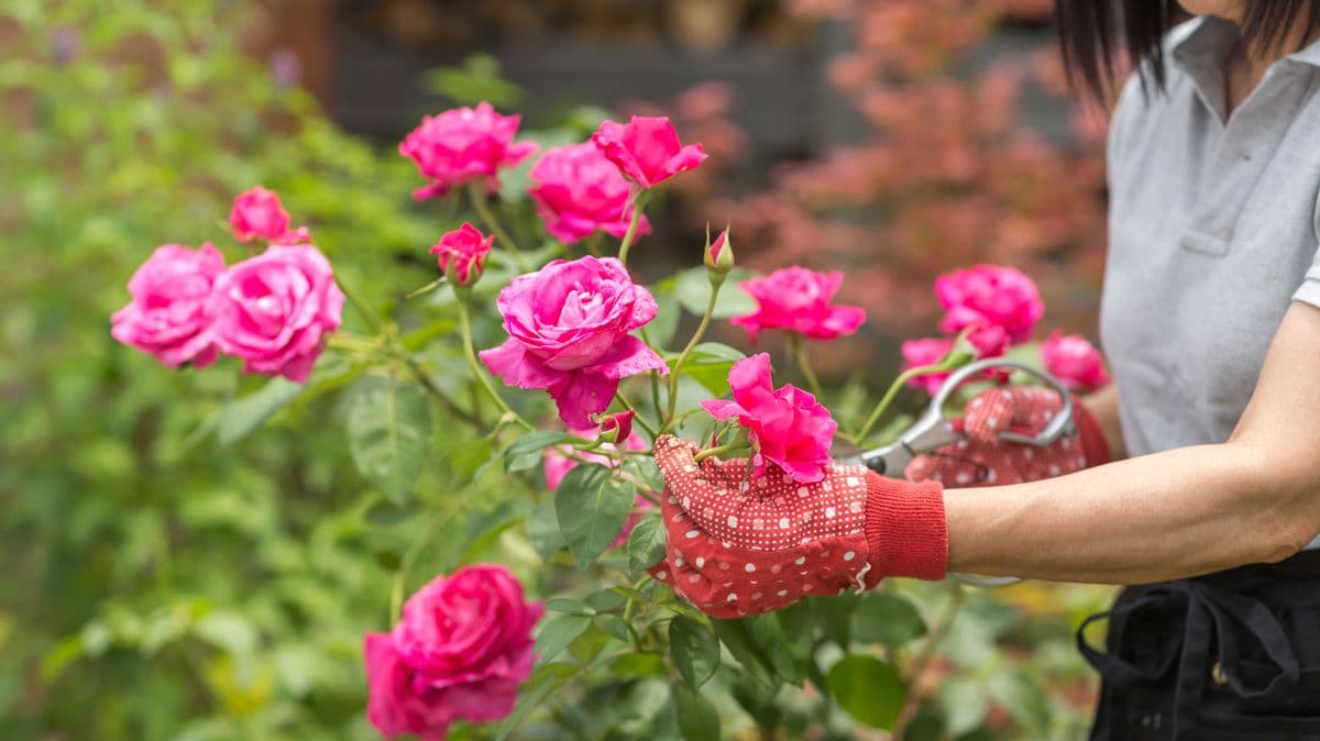 Gardeners should do one important task to have more roses in summer