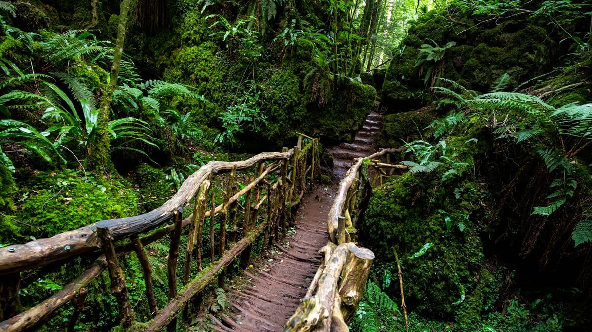 England's Oldest Ancient Woodland: A Film Location