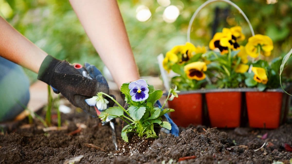Gardener Shares 8-Step Guide to Help Summer Garden Blooms Thrive