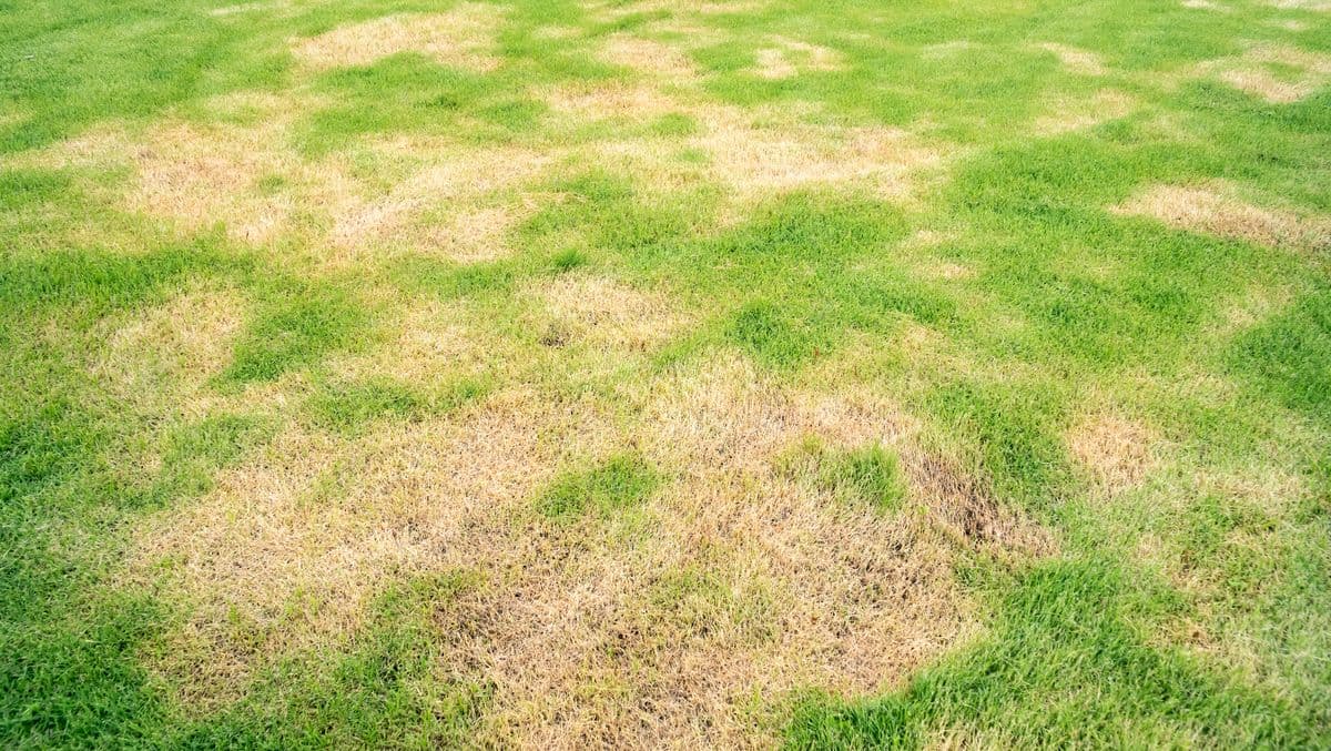 Patchy lawns will recover by summer if one task is done in April