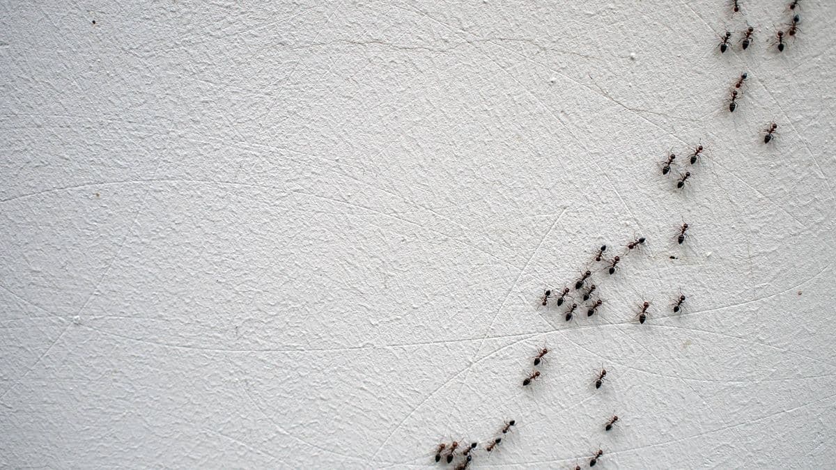 Ants will disappear with this one spice