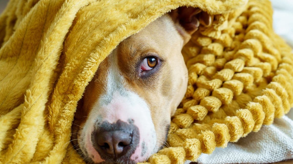 17 Signs Your Dog Is in Pain