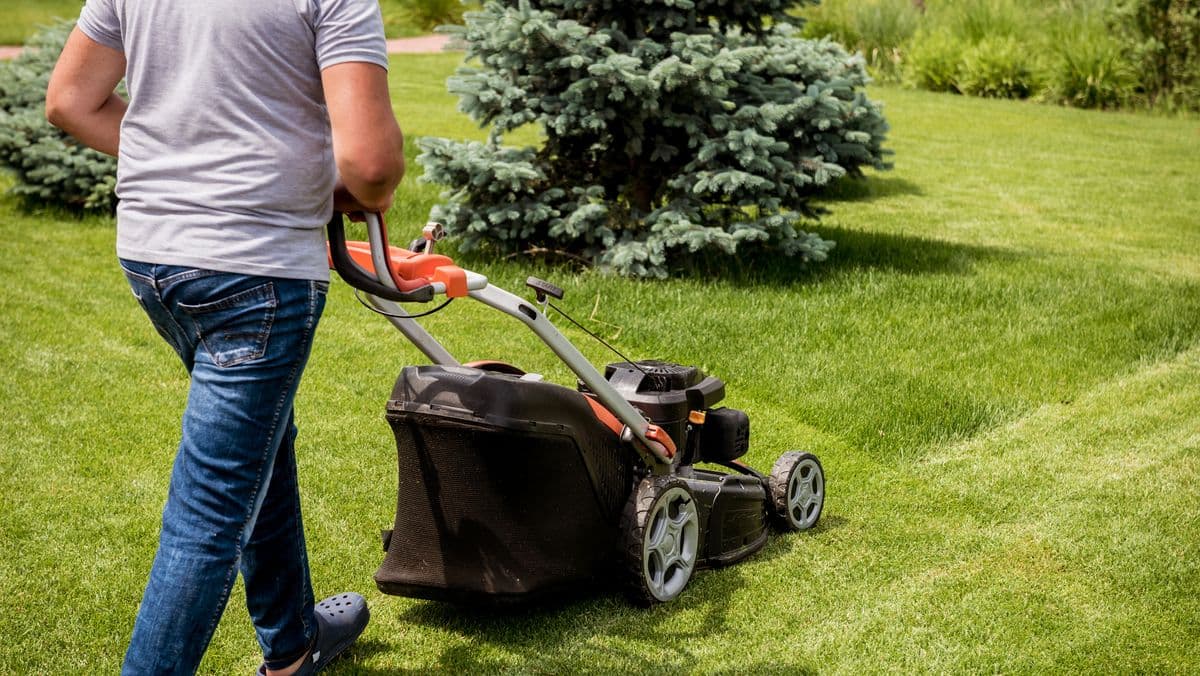 The Best Time to Mow Your Lawn for Healthy Grass