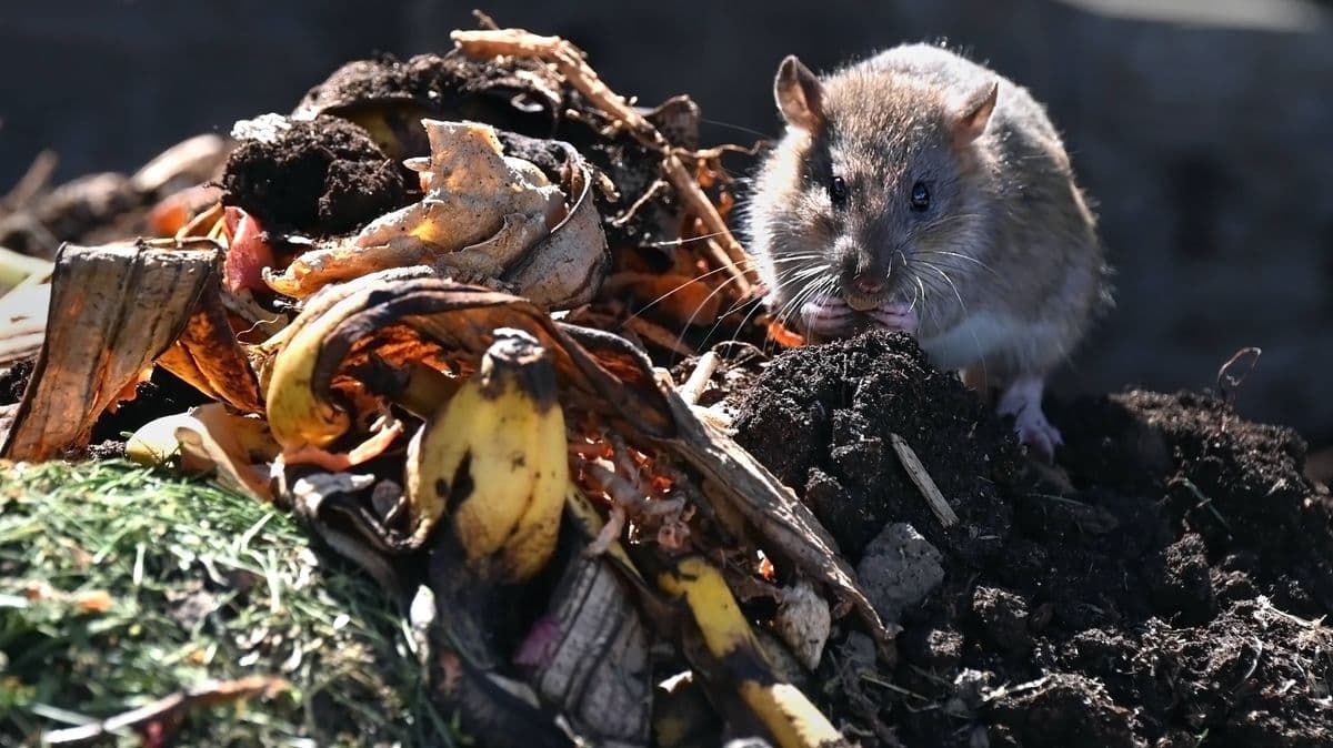 Natural Methods to Keep Mice and Rats Out of Gardens
