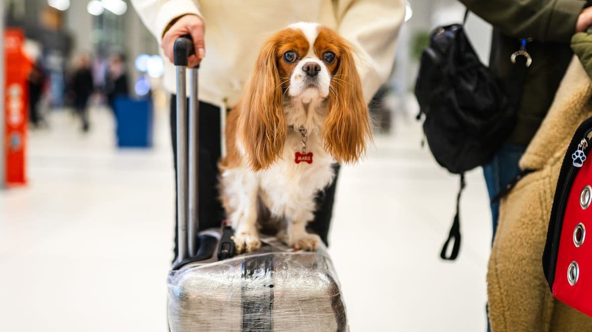Common Mistakes When Traveling with Pets