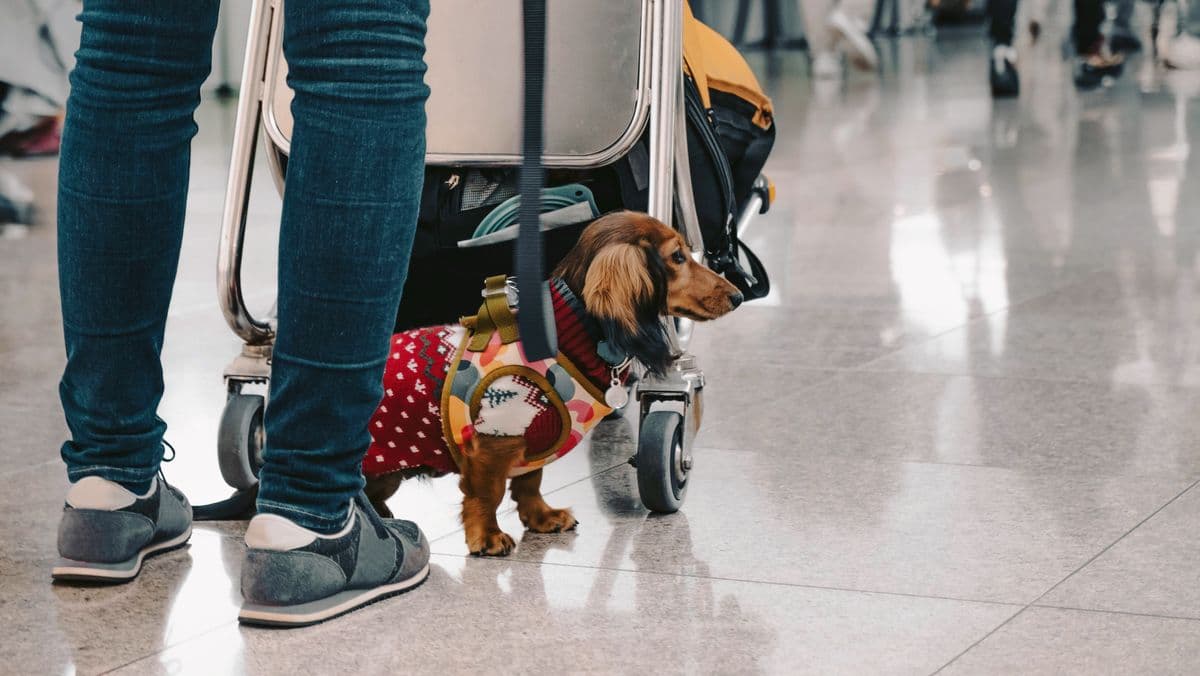 Hand Luggage Hack to Avoid Extra Airline Fees